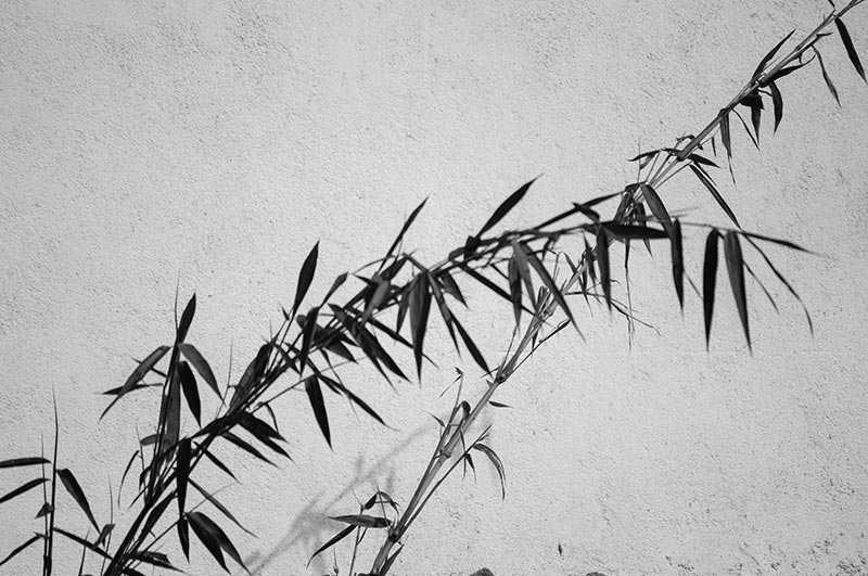 De meest comfortabele basics gemaakt van bamboe!