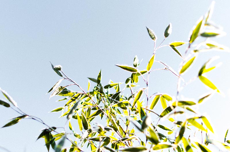 Bamboe T-shirts, de voordelen